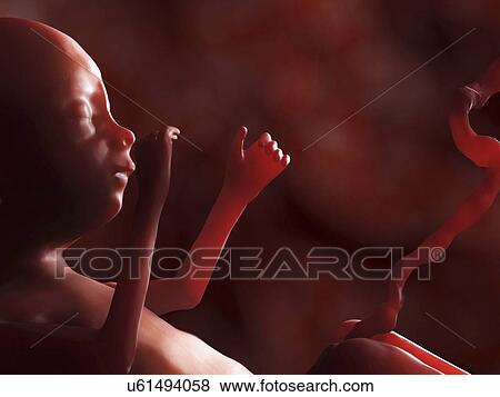 Human fetus, artwork View Large Illustration Stock Illustration - Human fetus, artwork. Fotosearch