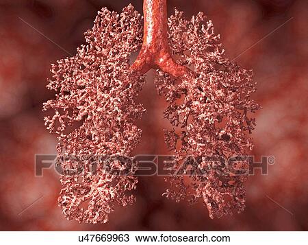 Drawing - Human lung, artwork. Fotosearch
