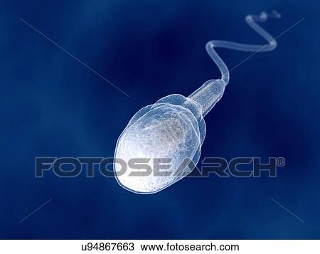 Human sperm, artwork View Large Illustration Drawing - Human sperm, artwork. Fotosearch
