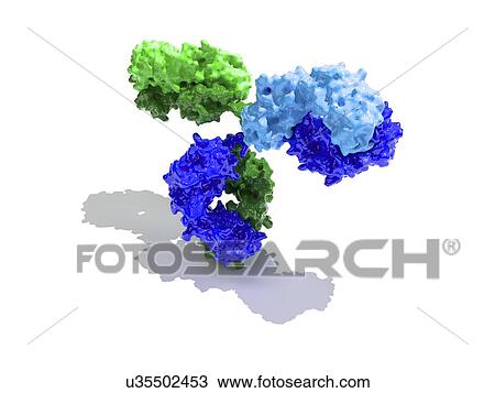 Immunoglobulin G antibody molecule View Large Illustration Drawing - Immunoglobulin G antibody molecule. Fotosearch