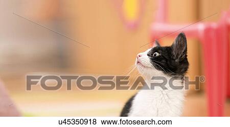Stock Illustration - Kitten, portrait. Fotosearch
