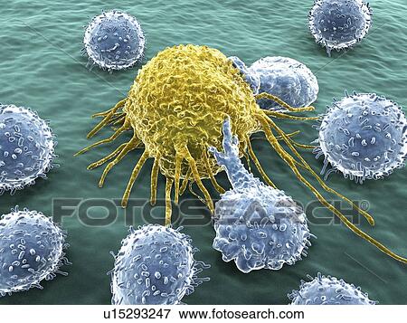 Stock Illustration - Lymphocytes and cancer cell. Fotosearch