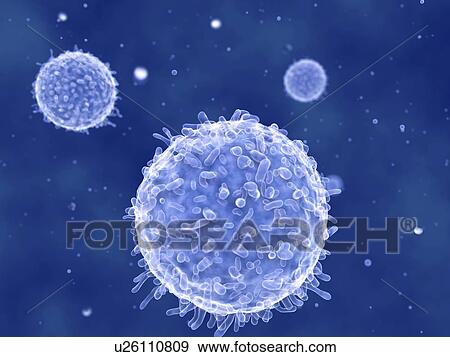 Lymphocytes, artwork View Large Illustration Stock Illustration - Lymphocytes, artwork. Fotosearch