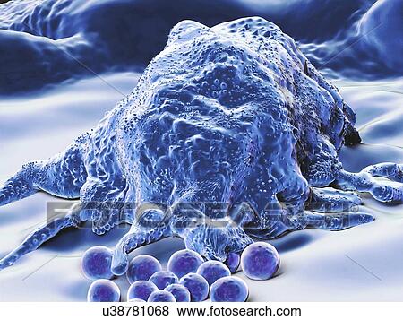 Makrophage, artwork View Large Illustration Stock Illustration - Makrophage, artwork. Fotosearch