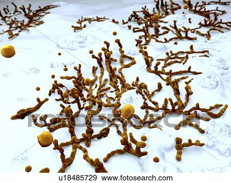 Mold on wallpaper, artwork View Large Illustration Stock Illustration - Mold on wallpaper, artwork. Fotosearch