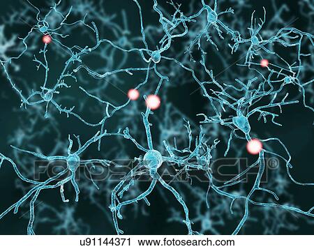 Clip Art - Nerve cells, artwork. Fotosearch