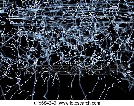 Stock Illustration - Nerve cells, artwork. Fotosearch