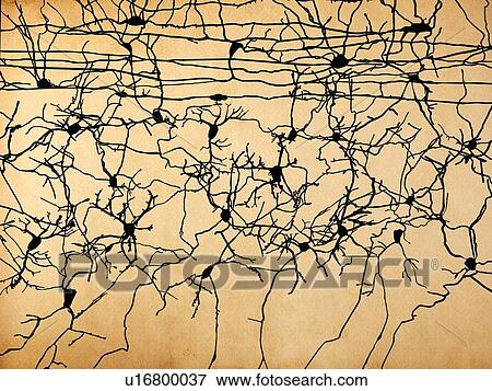 Nerve cells, artwork View Large Illustration Stock Illustration - Nerve cells, artwork. Fotosearch