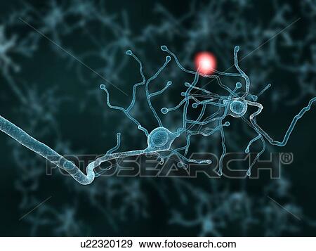 Nerve cells, artwork View Large Illustration Stock Illustration - Nerve cells, artwork. Fotosearch