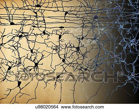 Nerve cells, artwork View Large Illustration Stock Illustration - Nerve cells, artwork. Fotosearch