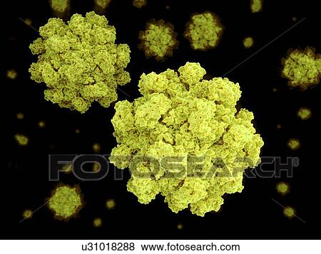 Norovirus, artwork View Large Illustration Stock Illustration - Norovirus, artwork. Fotosearch