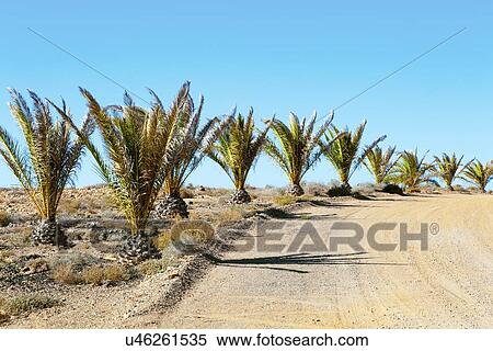 Stock Illustration - Palm trees in desert. Fotosearch