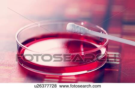 Petri dish and cotton bud View Large Illustration Stock Illustration - Petri dish and cotton bud. Fotosearch