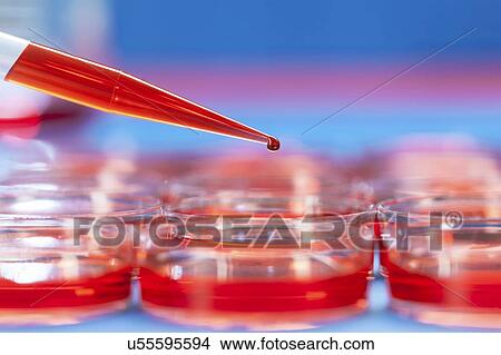 Petri dishes and pipette View Large Illustration Stock Illustration - Petri dishes and pipette. Fotosearch