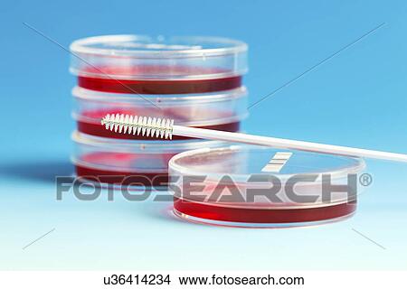 Stock Illustration - Petri dishes. Fotosearch