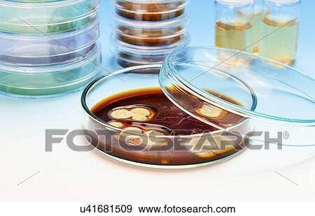 Petri dishes View Large Illustration Stock Illustration - Petri dishes. Fotosearch