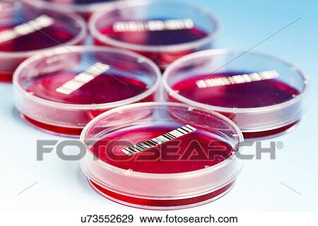 Stock Illustration - Petri dishes. Fotosearch