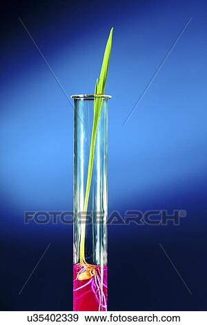 Stock Illustration - Plant in test tube. Fotosearch