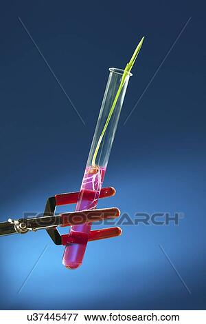 Plant in test tube View Large Illustration Stock Illustration - Plant in test tube. Fotosearch