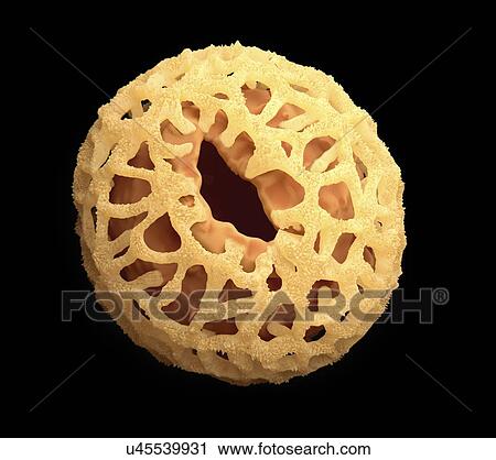 Pollen grain, artwork View Large Illustration Clip Art - Pollen grain, artwork. Fotosearch
