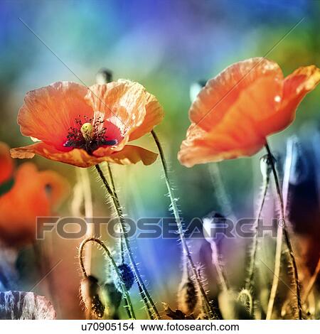 Stock Illustration - Red poppies. Fotosearch