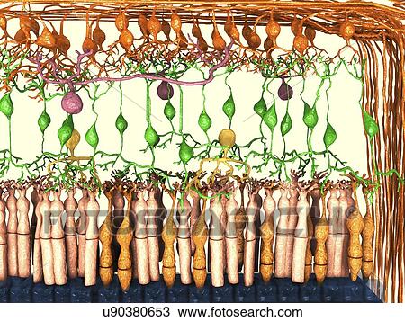 Drawing - Retina cell layers, artwork. Fotosearch