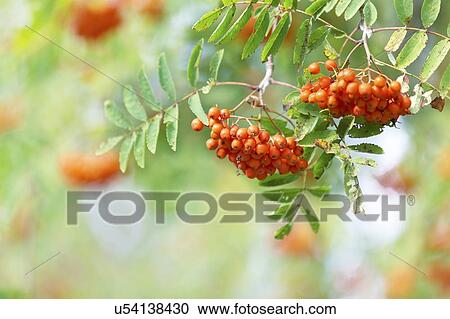Rowan berries View Large Illustration Clipart - Rowan berries. Fotosearch