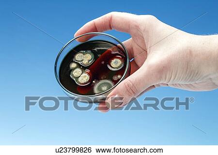 Scientist with petri dish View Large Illustration Stock Illustration - Scientist with petri dish. Fotosearch