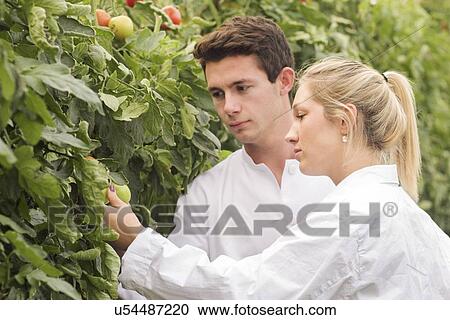 Clipart - Scientists examining tomatoes. Fotosearch