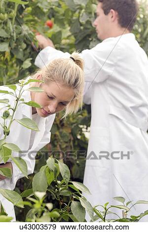Stock Illustration - Scientists examining tomatoes. Fotosearch