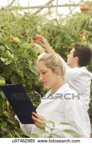 Stock Illustration - Scientists examining tomatoes. Fotosearch