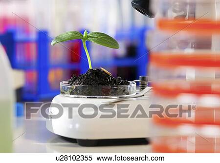 Seedling in a laboratory View Large Illustration Stock Illustration - Seedling in a laboratory. Fotosearch