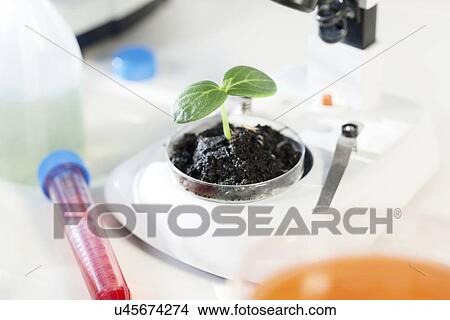 Stock Illustration - Seedling in a laboratory. Fotosearch