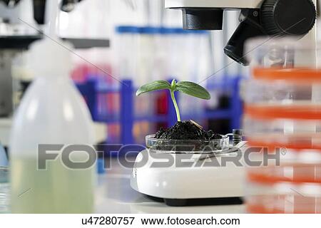 Stock Illustration - Seedling in a laboratory. Fotosearch
