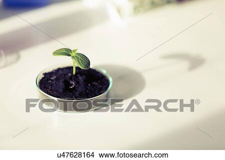 Seedling in petri dish View Large Illustration Stock Illustration - Seedling in petri dish. Fotosearch