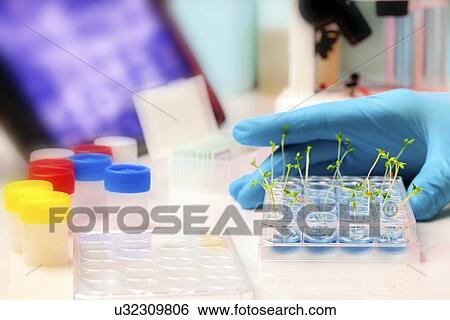 Stock Illustration - Seedlings in laboratory. Fotosearch