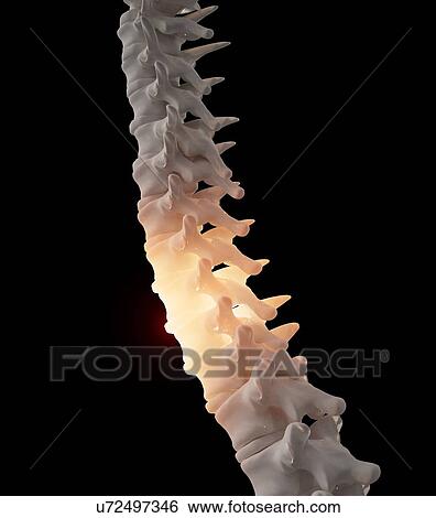 Stock Illustration - Spinal anatomy, artwork. Fotosearch