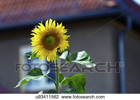 Sunflower View Large Illustration Drawing - Sunflower. Fotosearch