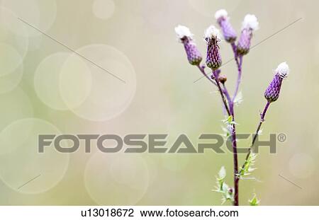 Drawing - Thistle flowers. Fotosearch