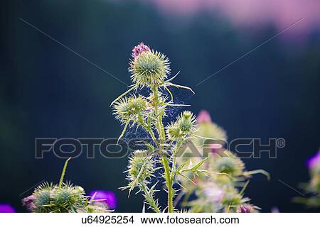 Stock Illustration - Thistle flowers. Fotosearch