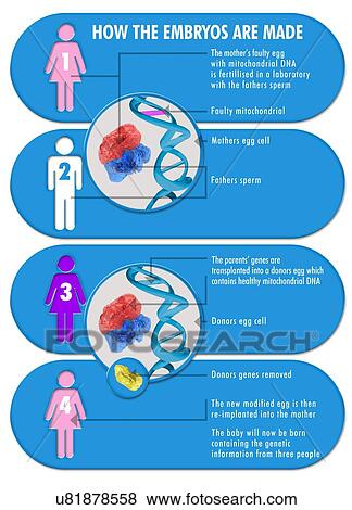 Stock Illustration - Three parent baby process, artwork. Fotosearch