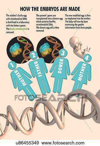 Three parent IVF, artwork View Large Illustration Stock Illustration - Three parent IVF, artwork. Fotosearch