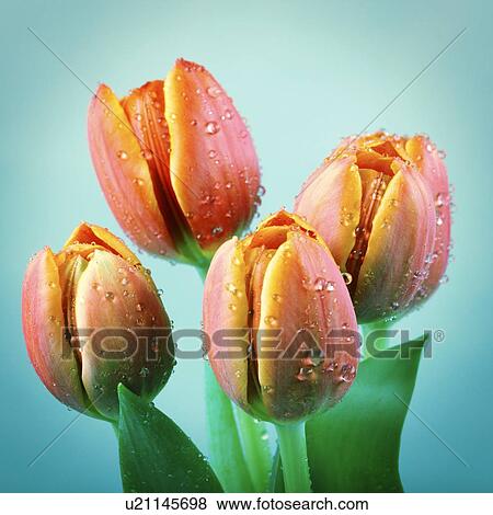Stock Illustration - Tulips. Fotosearch