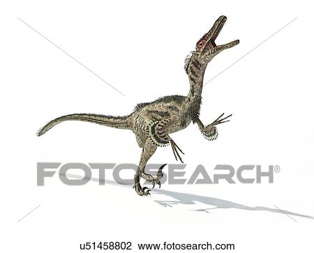 Velociraptor dinosaur, artwork View Large Illustration Drawing - Velociraptor dinosaur, artwork. Fotosearch