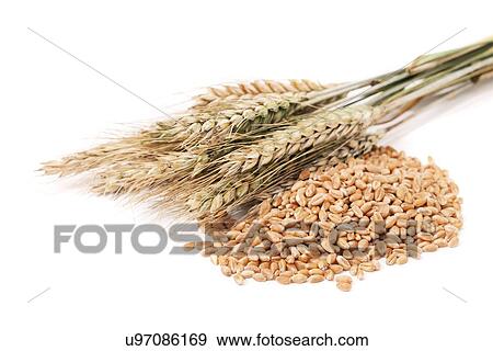 Wheat and corn View Large Illustration Stock Illustration - Wheat and corn. Fotosearch
