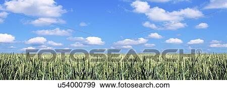 Stock Illustration - Wheat field. Fotosearch