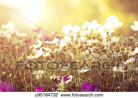 Drawing - Wildflowers. Fotosearch