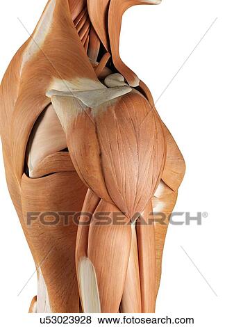 人間の肩 筋肉 ｱｰﾄﾜｰｸ イラスト U Fotosearch