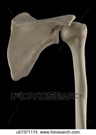 肩甲骨 そして 上腕骨 ｱｰﾄﾜｰｸ イラスト U57371115 Fotosearch