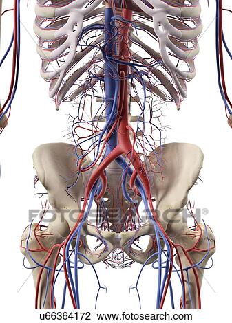 腹部 血管 艺术品手绘图 U Fotosearch
